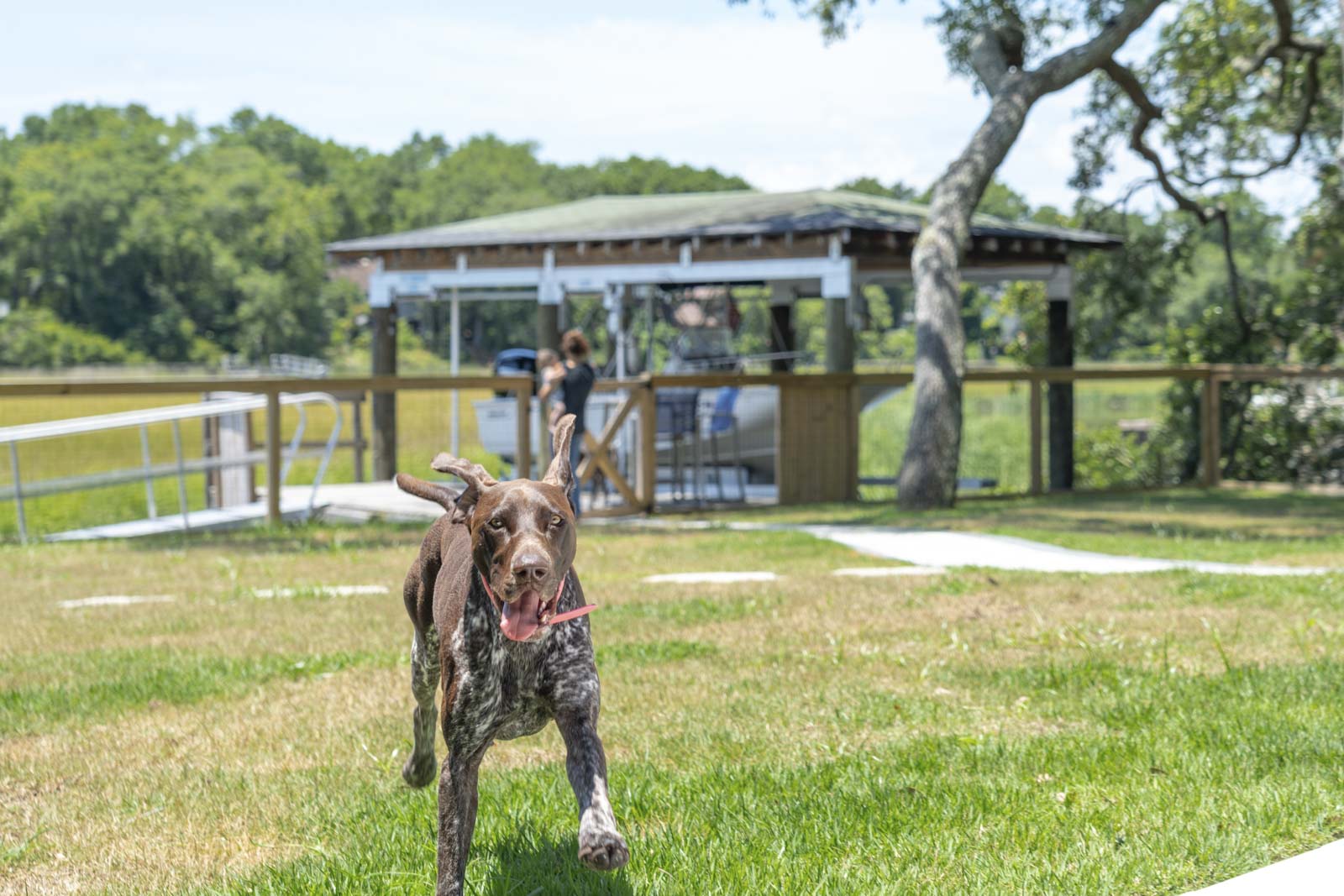 Running dog at waterfront backyard